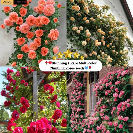Elegant Climbing Rose Flower Seeds (IMPORTED)